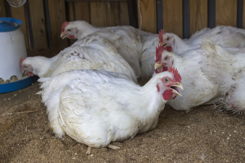 In the US, the government permits such practices as chlorinated chicken, which is banned in EU