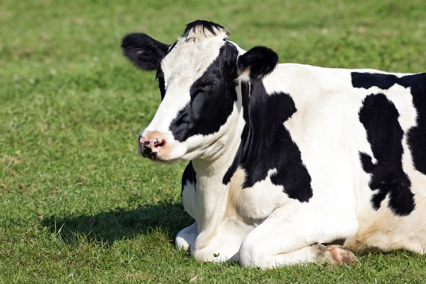 The NFU said animal welfare standards in the UK’s dairy industry are the 'highest possible'
