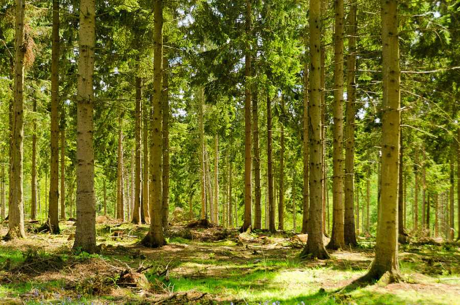 Ambition for Welsh forestry needed, an Assembly Committee has said (Photo: Scott Wylie)