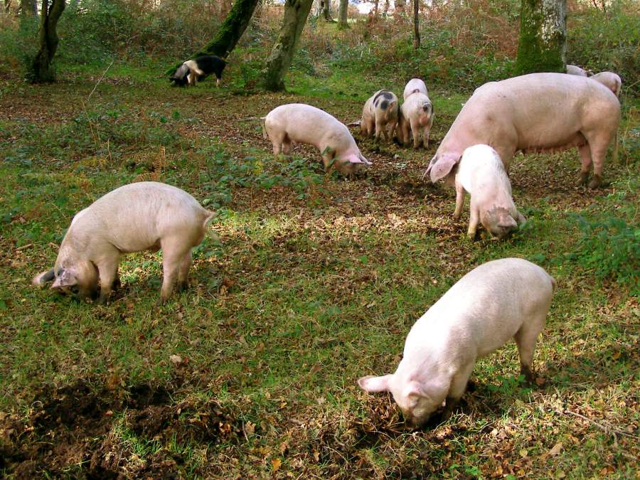 Pig and piglets in woodland alongside Ober Water, New Forest (Photo: Jim Champion)