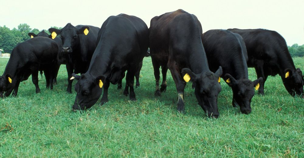 The confirmation is expected to help open international market access for beef exports