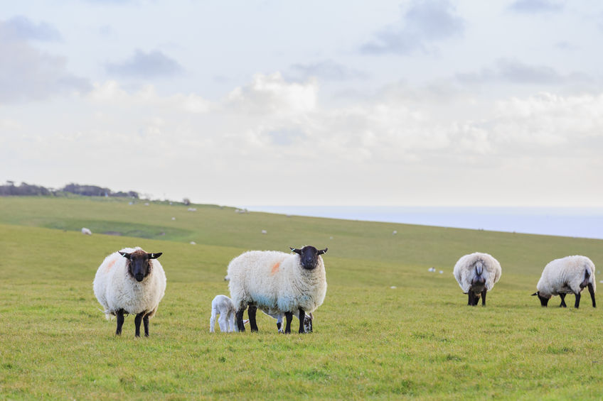 Following the Brexit vote there has been debate in industry on whether the UK will adopt higher animal welfare standards