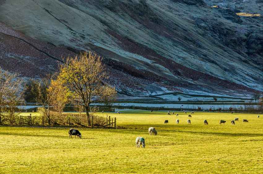 An early task is to help establish a new farming task force, made up of farmers from across the national park (Photo: Kevin Eaves)