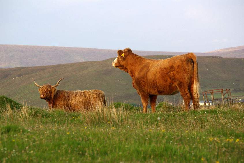 Figures show that Britain produces 60% of its own food and this rate is both falling and in long-term decline