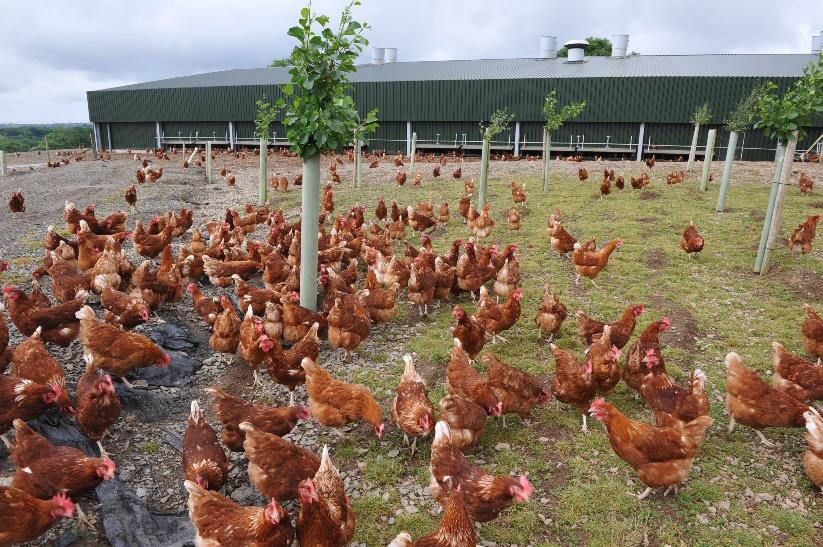 Monogastric animals, such as chickens, benefit from the presence of trees.