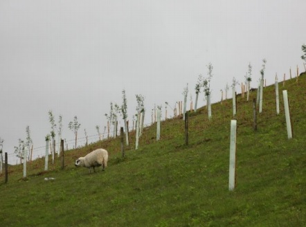 Reducing the effects of wind chill (and thus hypothermia) can increase lamb survival rates.