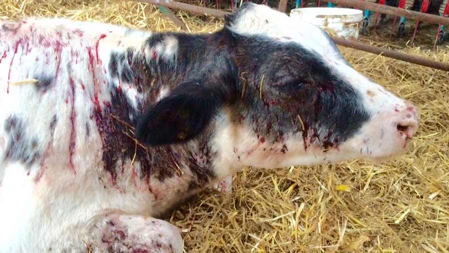 The calf died due to the severity of its injuries (Photo: Wendy Collins)