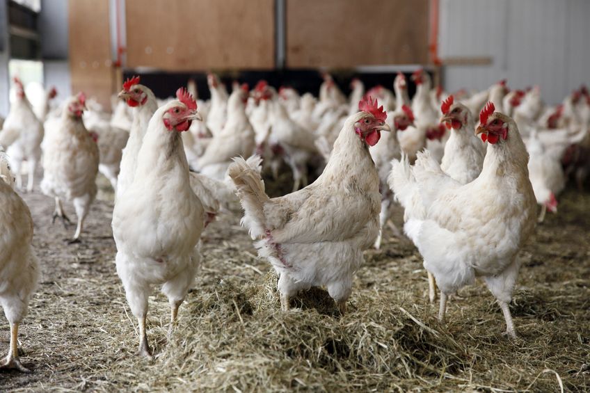 For chickens an increase in body temperature of just 4°C can result in fatalities