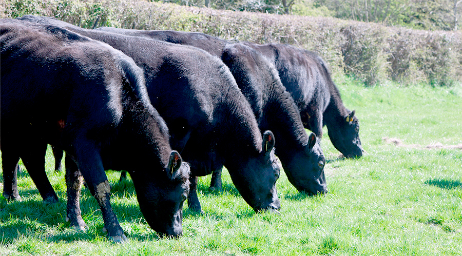 The market access to the Philippines is seen as a vote of confidence for the UK beef sector