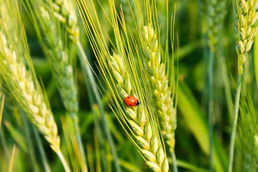 Organic materials are a valuable source of plant nutrients.