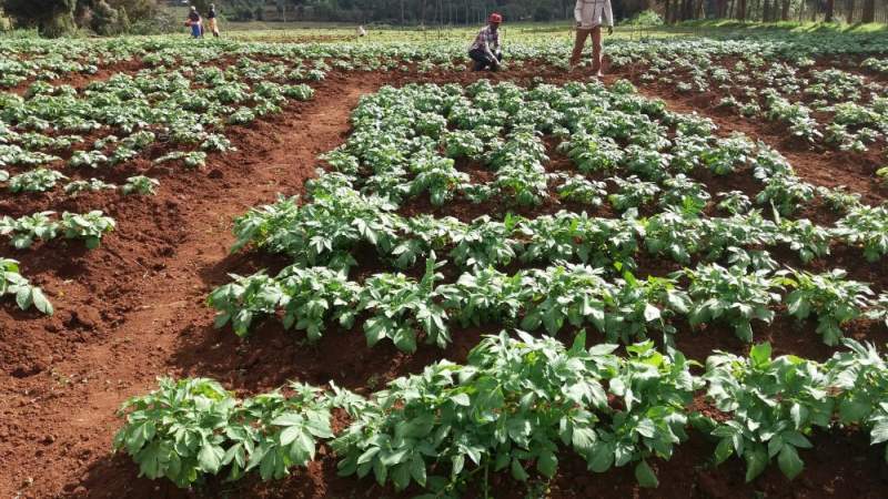 The GB seed currently being trialled will not only be healthier but should produce 40–50 tonnes of potatoes per hectare