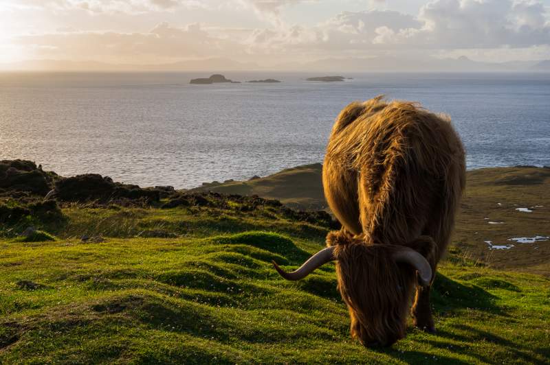 The government said despite the outbreak, Scotland’s status for the disease remained at TB-free