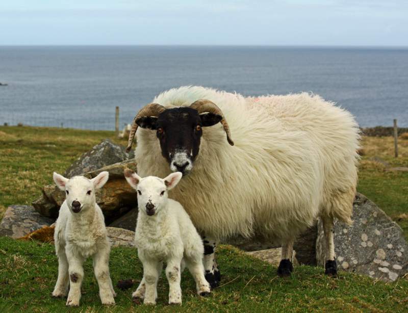 The sheep are blackface ewes and hoggs (Stock photo: Donald Macleod)