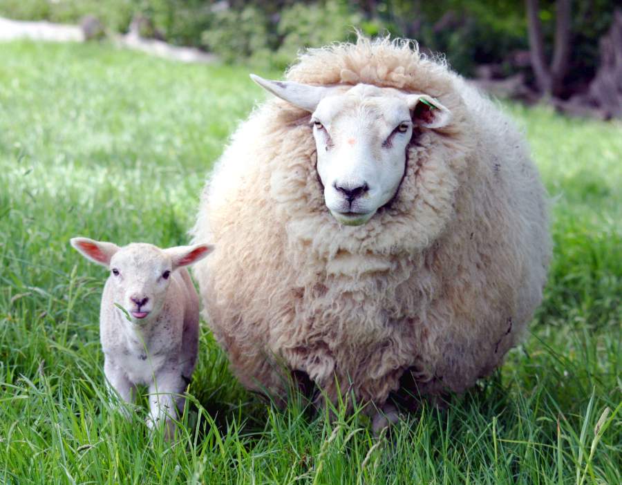 Enzootic abortion of ewes is the most commonly diagnosed cause of abortion and is responsible for around 50% of sheep abortions in the UK (Photo: Keven Law)