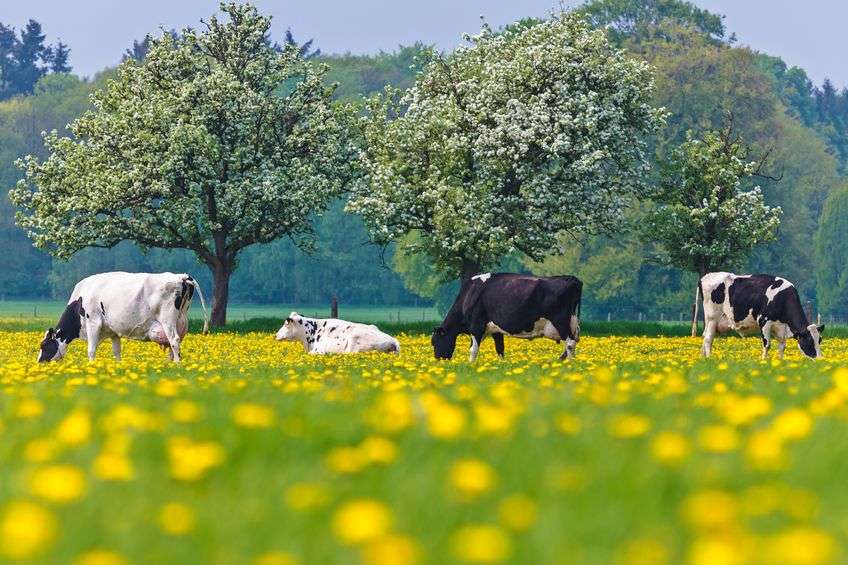 NFU Cymru said it was important that dairy farmers counteract detractors who seek to paint a negative image of their work
