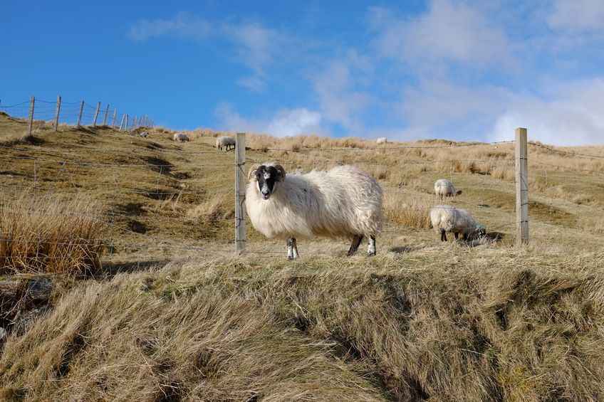 The projected fall in price has a depressing impact on UK sheepmeat production and thus on the value of output