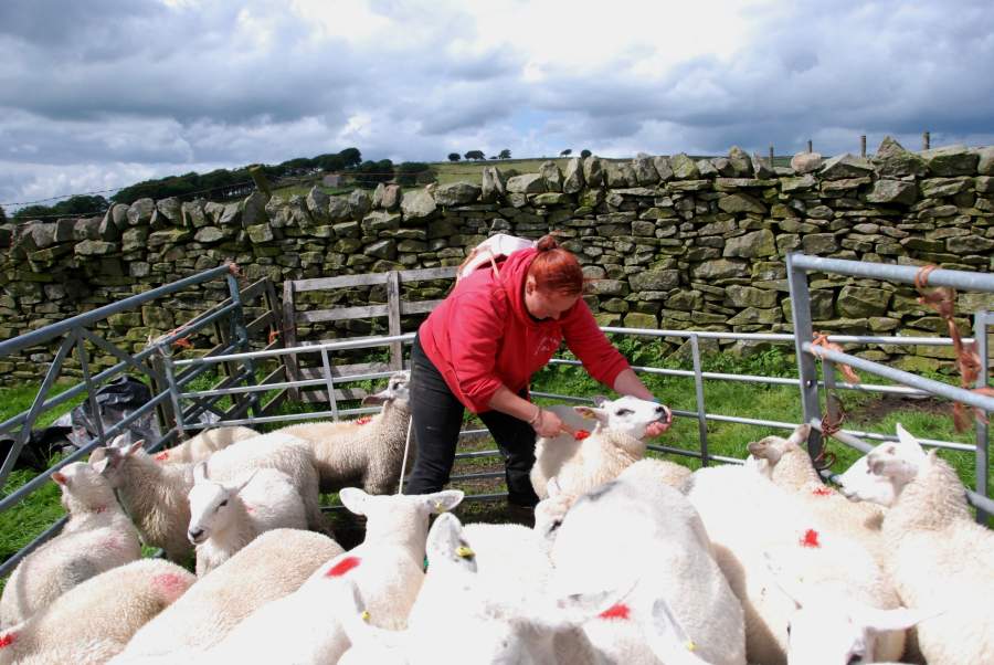 North Yorkshire farmer Gill McGarrell has joined the scheme to fend off the 'brazen thieves'