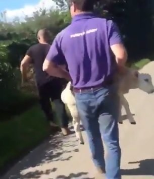 The man proceeds to throw the sheep in a field, which awkwardly lands