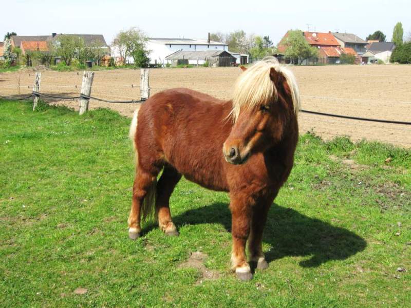 Nine Shetland ponies were attacked by criminals who entered the property late at night (Stock photo)