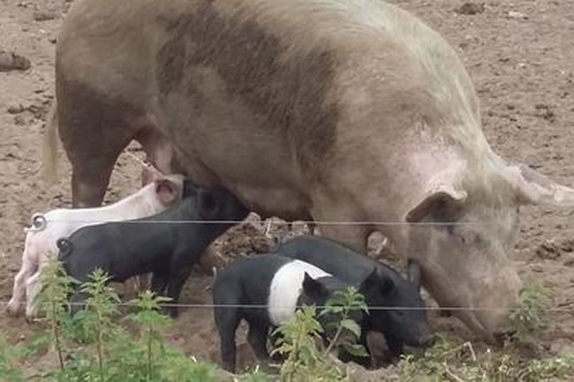 More than 200 piglets have been stolen from a farm (Photo: Notts Police)