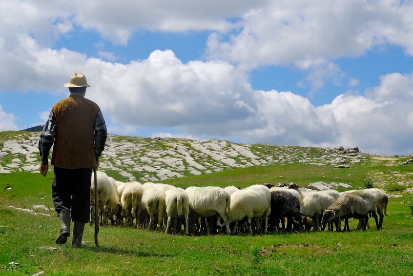 British Veterinary Association and Sheep Veterinary Society are among those who have condemned the decision