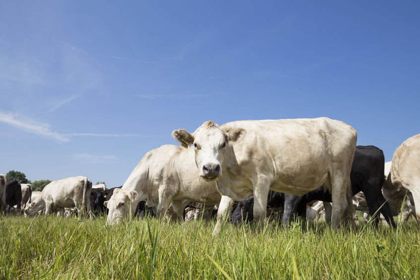 The visit was organised to increase the presence of British beef and lamb on the Canadian market