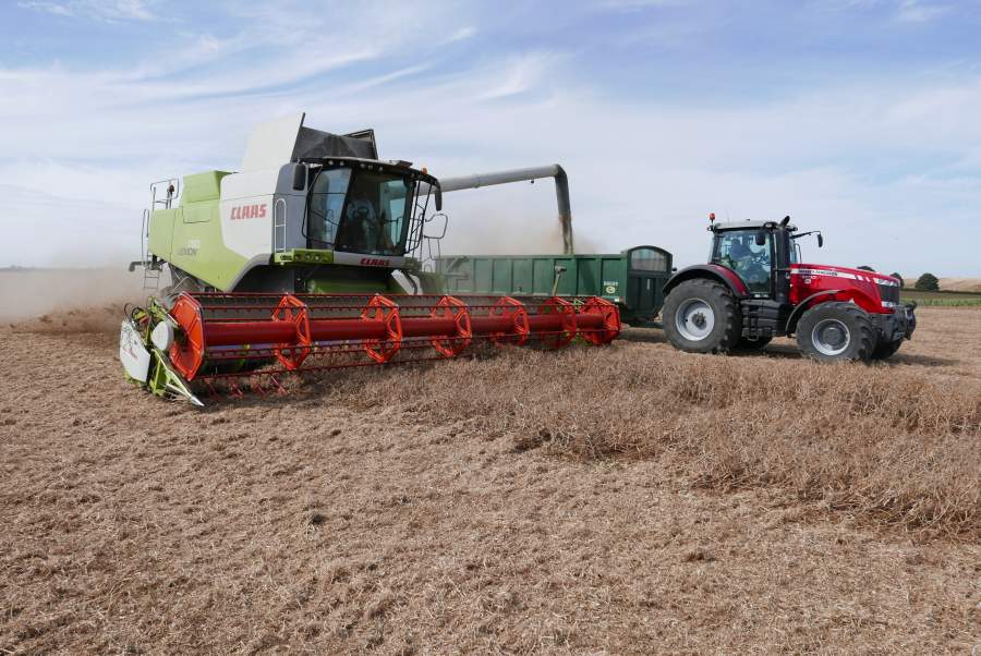 LG Stallion being harvested to break the world yield record
