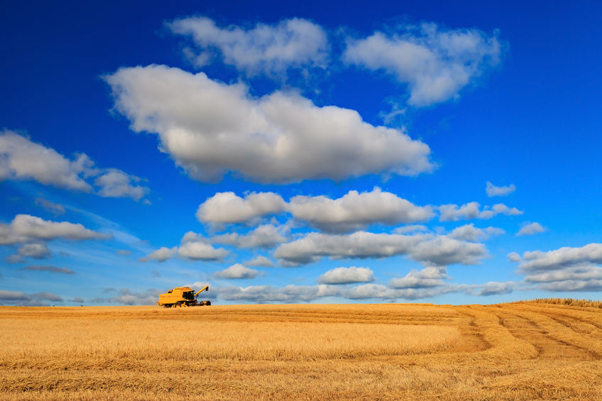 The survey estimates indicate that a total of 1.64 million hectares of land were planted with wheat - a fall of 2.5 per cent on 2016
