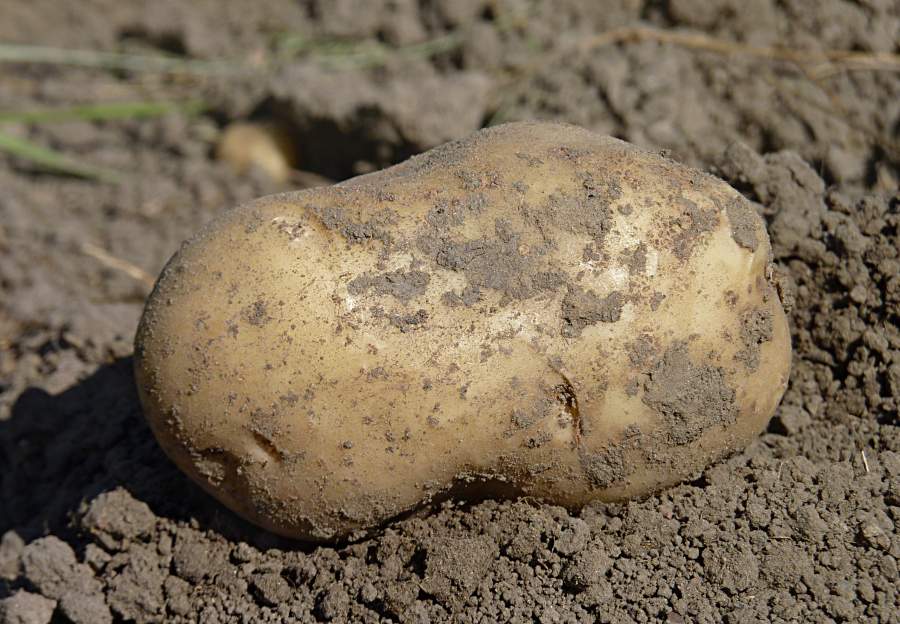 According to AHDB, Maris Piper still comfortably remains the most planted variety