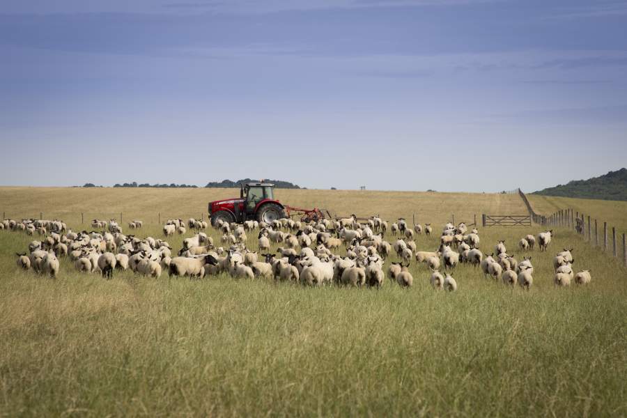 Import and export statistics show that opportunities are open for sheep farmers as Love Lamb Week begins