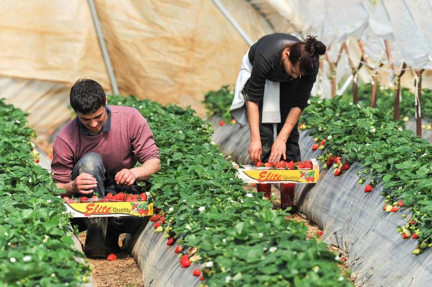 About 80,000 seasonal workers a year pick and process British fruit and veg