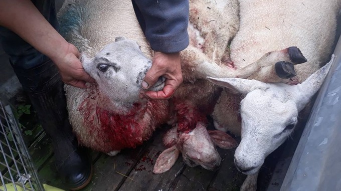 Several sheep were seriously injured and one killed (Photo: Jonathan Woodmass)