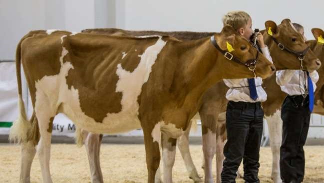 Dairy cattle remain at the heart of the show