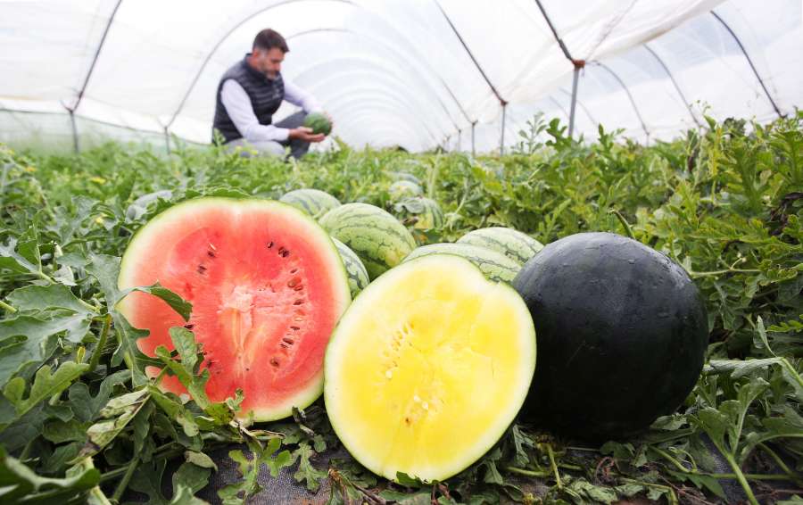 The cooler, wetter weather traditionally makes-for difficult growing conditions