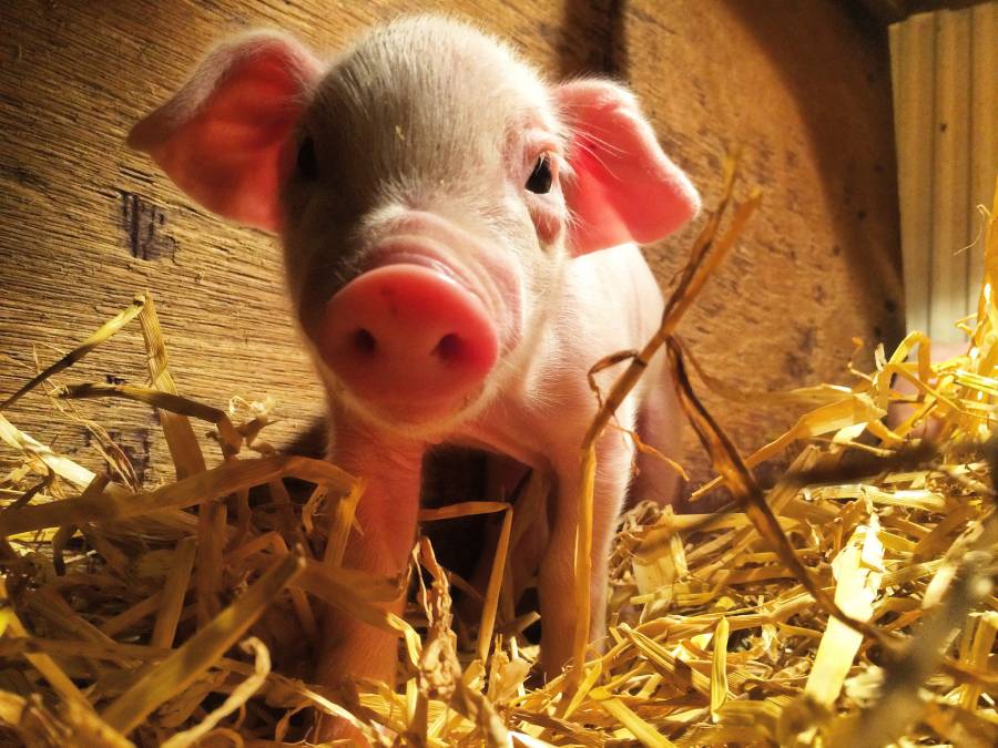 'A very little large white piglet' by Laura MacDougall