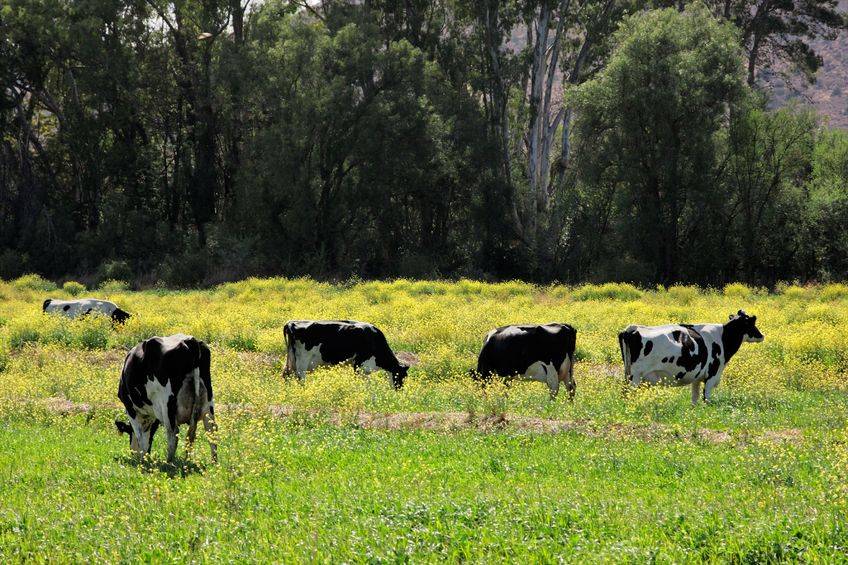 AHDB Dairy wants to deliver a more competitive industry through optimal dairy systems