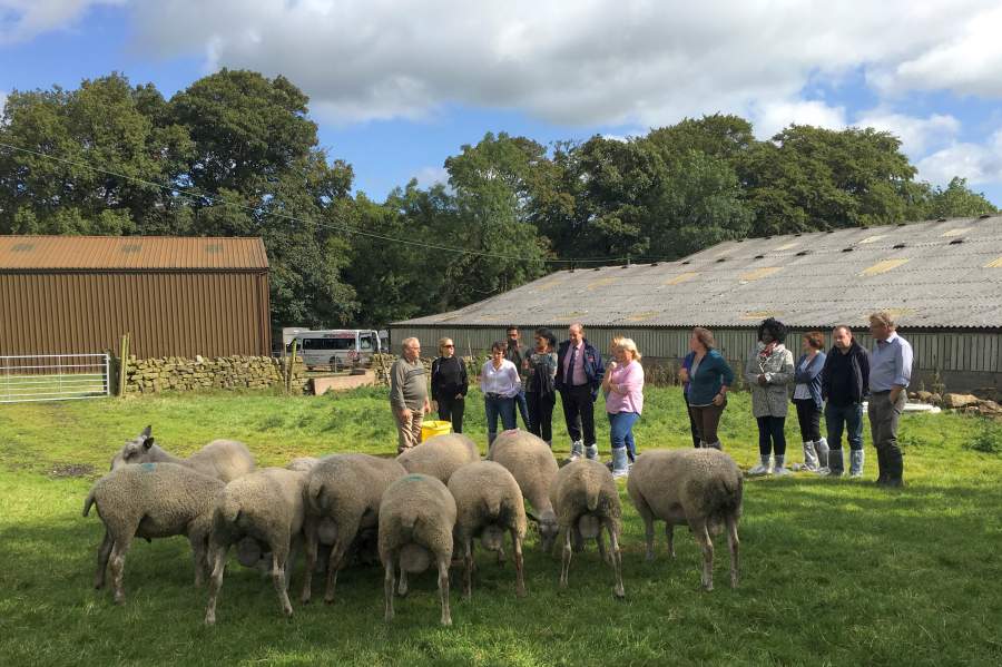 Defra has explored how sheep production is a necessity in upland management