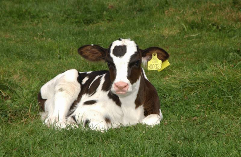 Less than 25% of farmers are using calf vaccination as a preventative measure