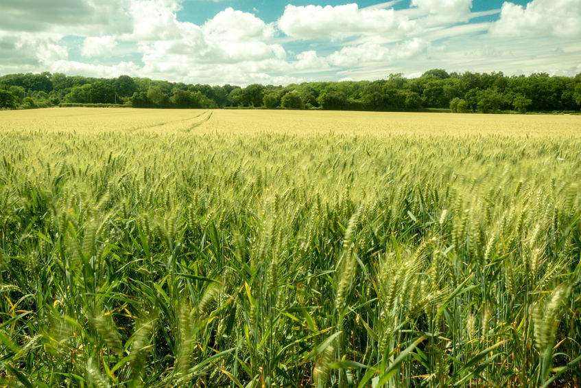 The biofuels market is an important outlet for UK arable production