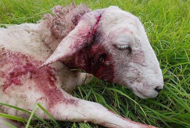 The sheep was so badly injured that it had to have its tail amputated (Photo: Geoff Wiltshire)