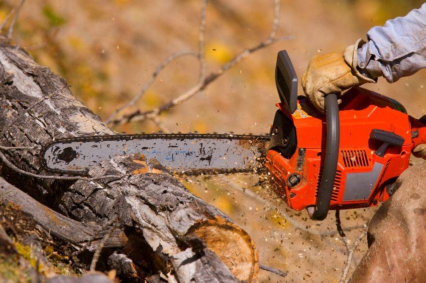 Keith Smith sawed down the ancient trees in protest over the renewable energy plant