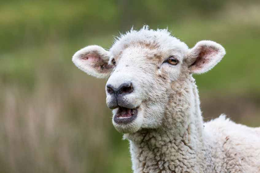 The sheep and lambs can be identified by a blue line down the back of their leg (Stock photo)