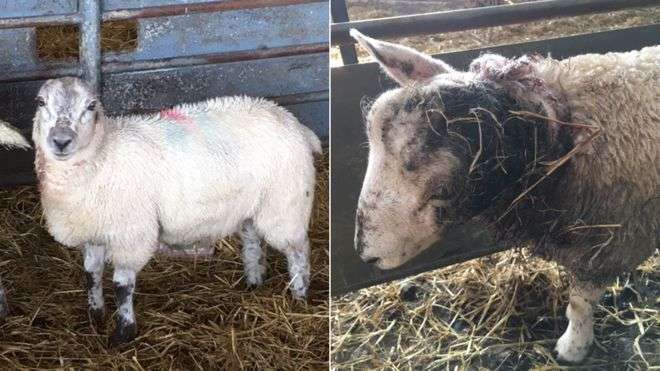 Three of the four lambs had their ears teared off by the suspected dog (Photo: Police Scotland)