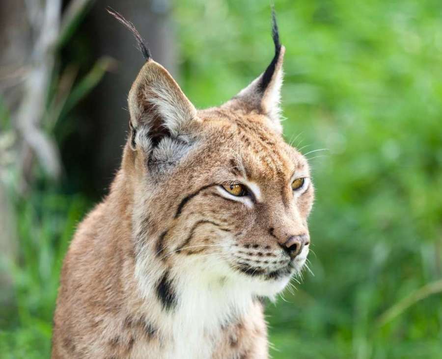 Six Eurasian lynx could be reintroduced in the Kielder Forest region for a five year period
