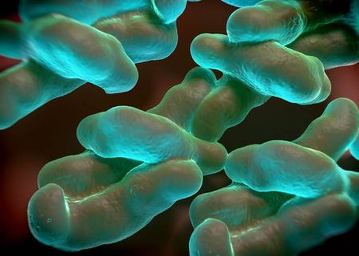 Campylobacter is the most common cause of food poisoning in the UK