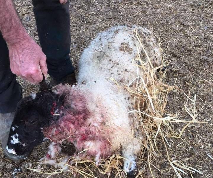 The family that owns the sheep have posted photos on social media for help in finding the culprit