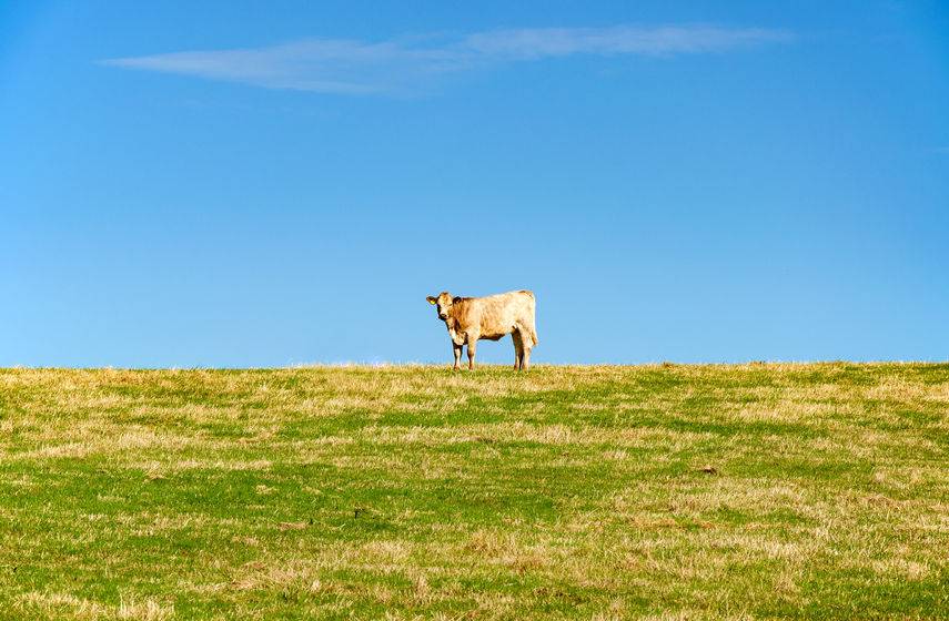 The beef and sheep industry body for the region fears huge losses from any switch to World Trade Organisation (WTO) rules after Brexit