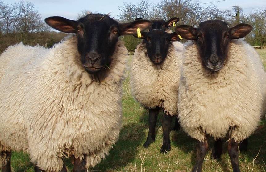 90 Suffolk Cross lambs were stolen from the farm as farmers across the UK continue to tackle the increasing amount of livestock crime
