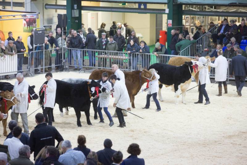 'Big blow' TB restrictions could hit English Winter Fair entries