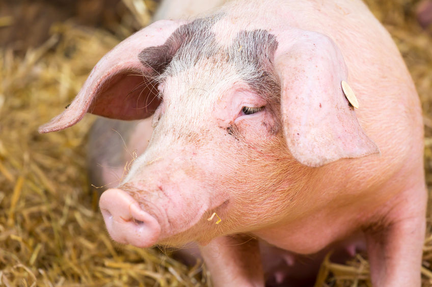 The Gloucestershire Old Spot is a native British pig breed which holds significant risk to exotic diseases